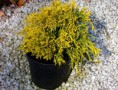 /album/fotogaleria-galeria/chamaecyparis-pisifera-filifera-aurea-nana-jpg/