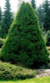 /album/fotogaleria-galeria/picea-glauca-conica-3-jpg/