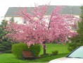 /album/fotogaleria-galeria/sakura-jpg/
