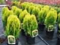 /album/fotogaleria-galeria/thuja-aurea-nana21-jpg/