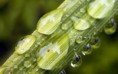 /album/fotogaleria-galeria/water-on-plants-jpg/